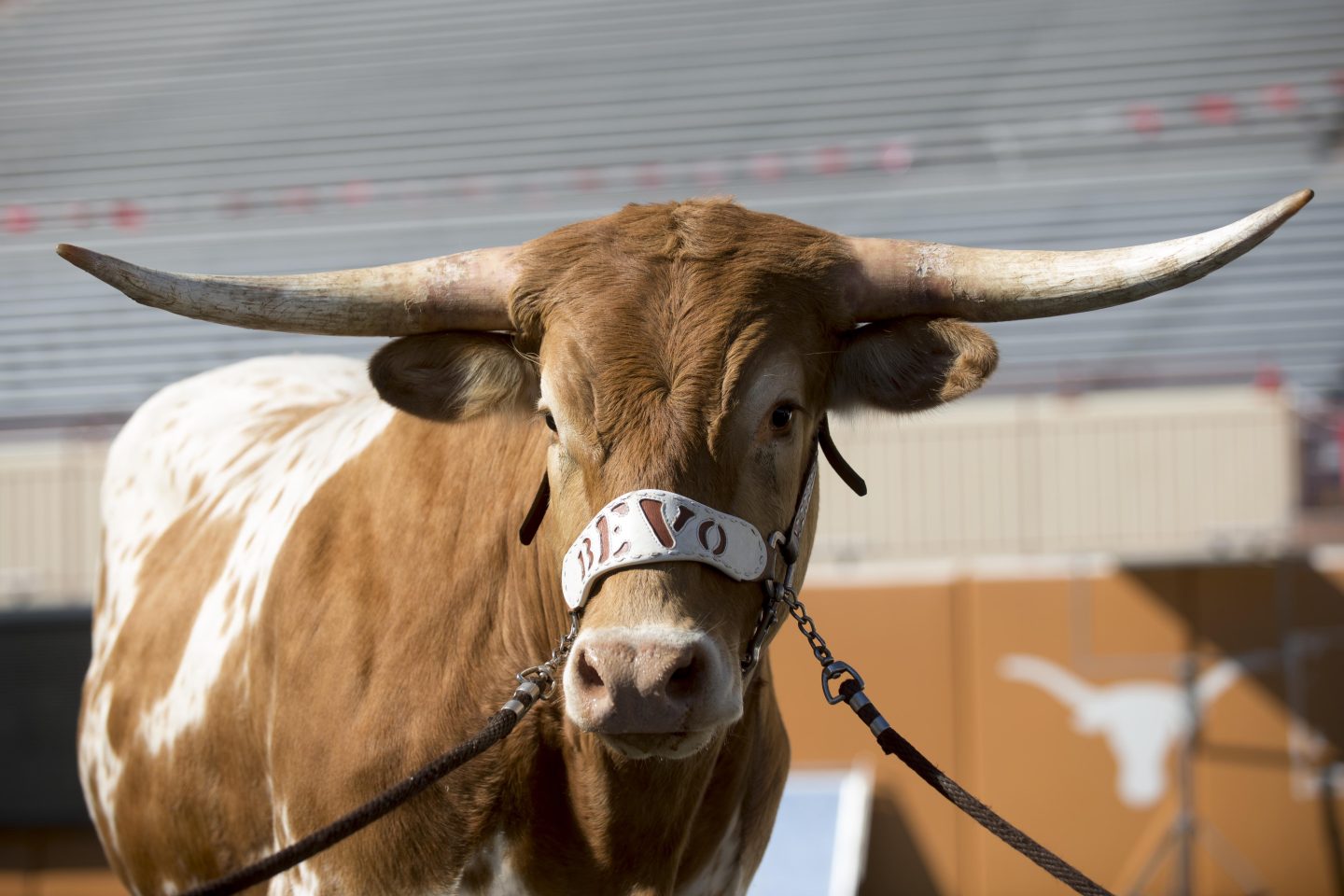 Bevo XV 2017 14630